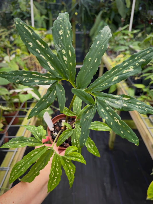 Chlorospatha kolbii RARE