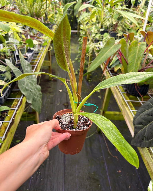 Philodendron barrosoanum 'Giganteum'