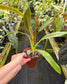 Philodendron barrosoanum 'Giganteum'