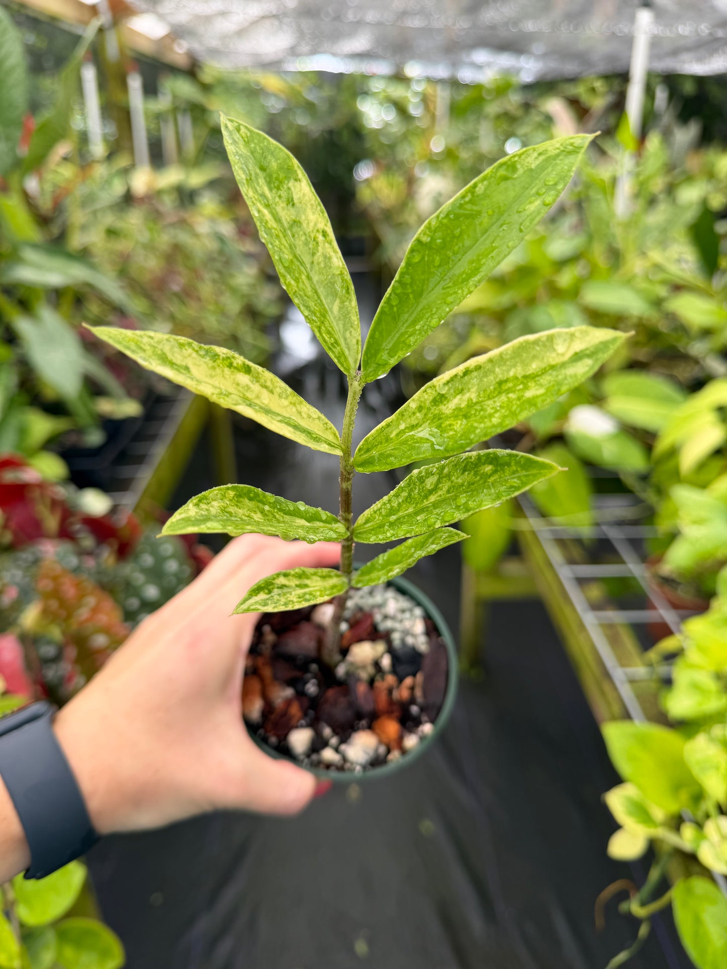 Zamiocoulas Zamiifolia "ZZ" Plant variegated "WILD FORM"