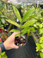 Zamiocoulas Zamiifolia "ZZ" Plant variegated "WILD FORM"