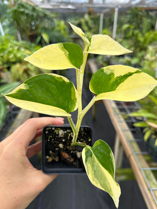 Rare Pothos (Epipremnum) Manjula Mutation "Poonsin" High variegated Exact Plant