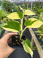 Epipremnum aureum Manjula Mutation, "Poonsin"