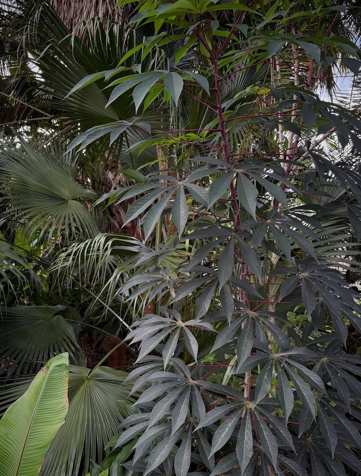 Manihot esculenta 'Borneo Purple'