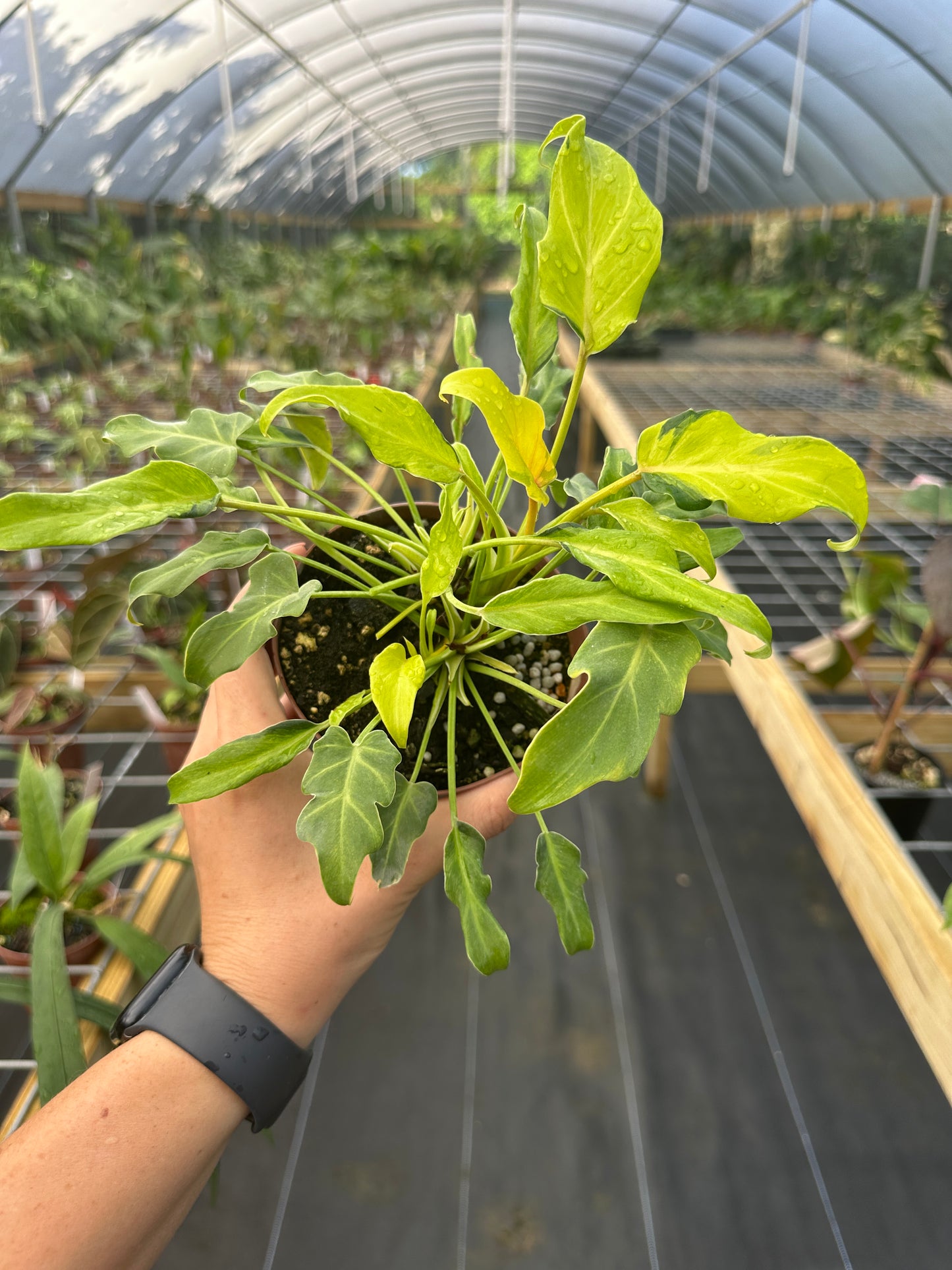 Philodendron Xanadu Variegated, Dwarf Form