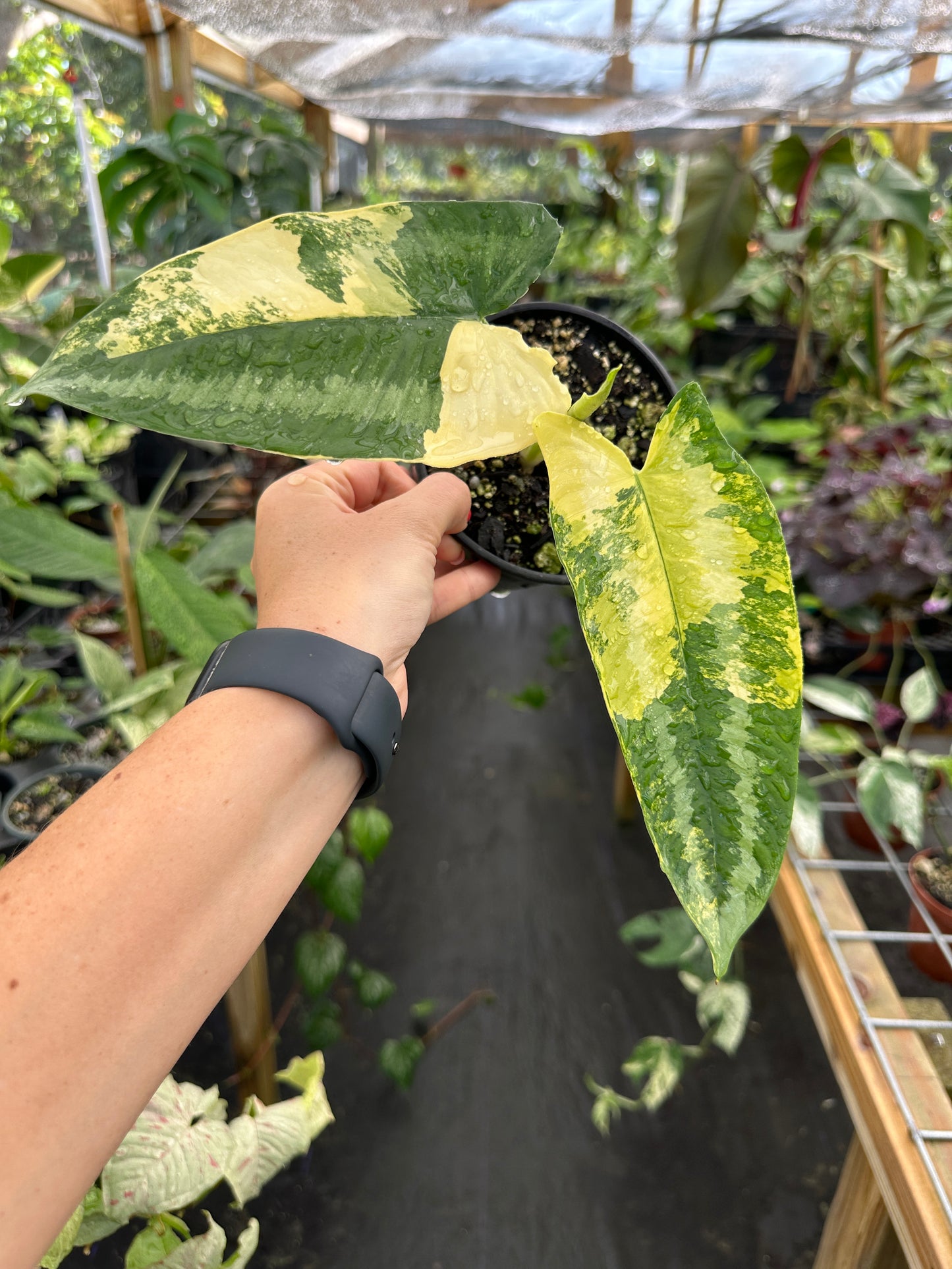 Schismatoglottis wallichi Variegated