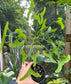 Erythrina vespertilio, Batswing Coral Tree