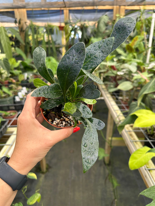 Microsorum siamensis, Iridescent blue fern