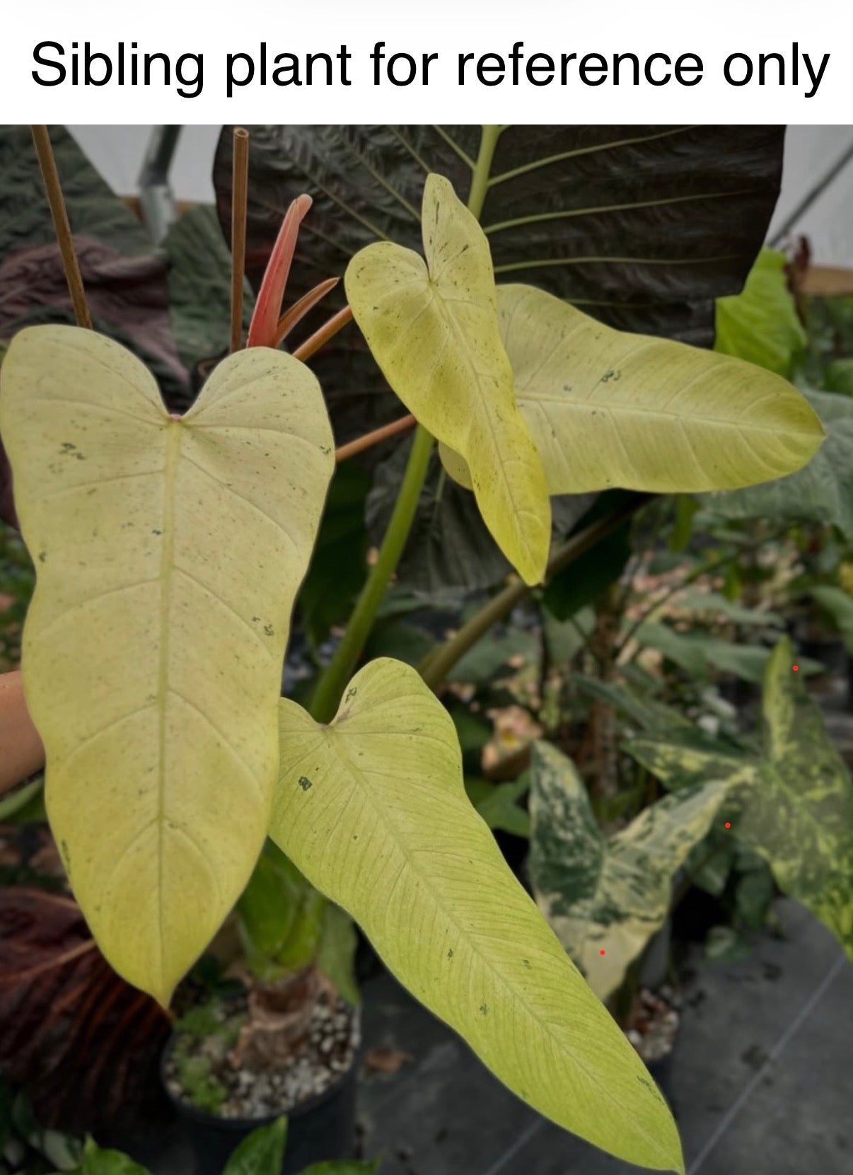 Philodendron 'Whipple Way' Thai form