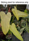 Philodendron 'Whipple Way' Thai form