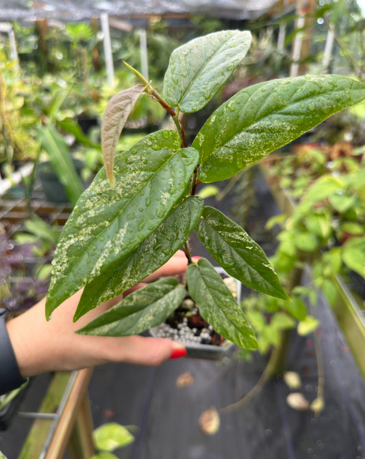 Rare Ficus sagittata variegated