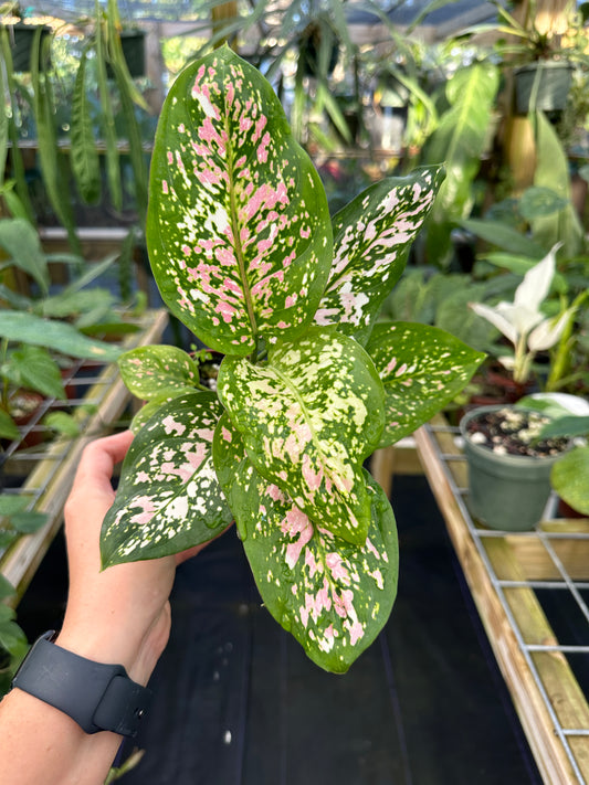 Aglaonema Anyamanee tricolor