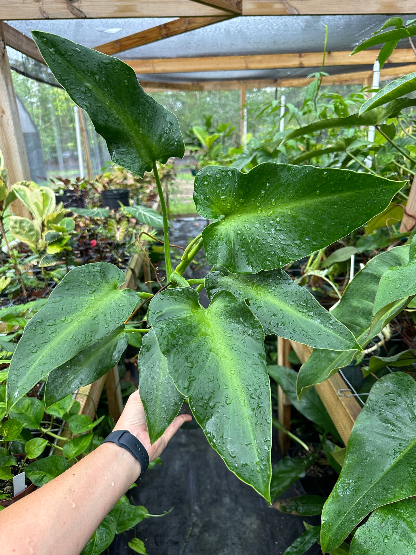 Philodendron Rugosum Aberrant Form XL