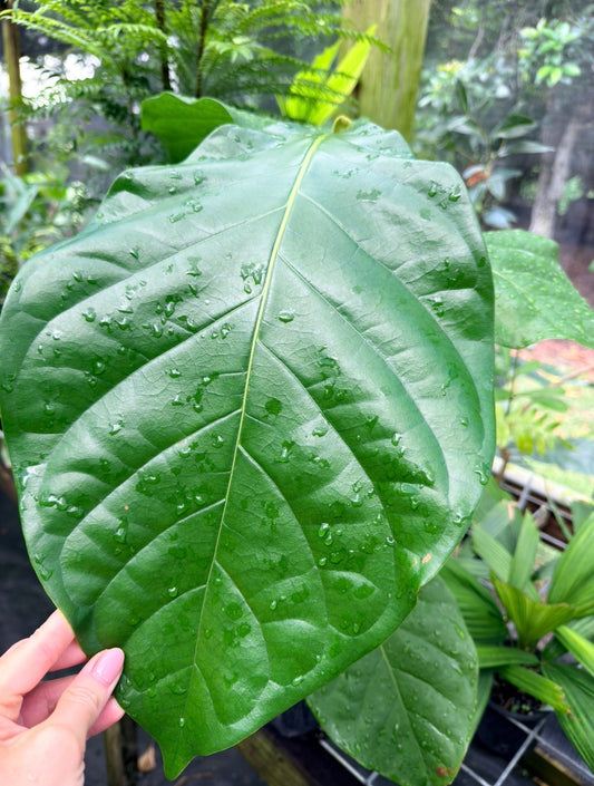 Coccoloba belizensis Rare