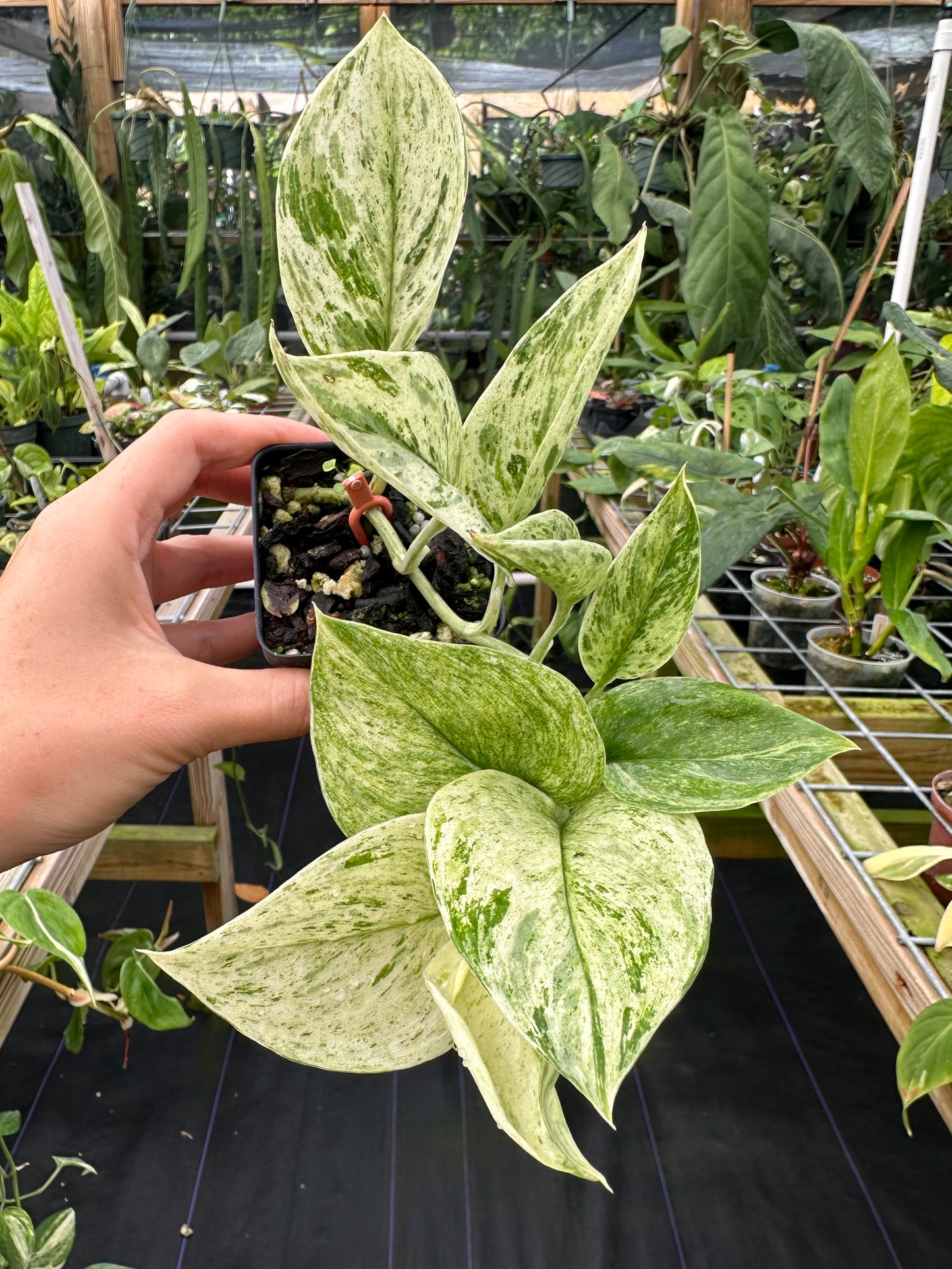 Scindapsus treubii marble high variegated