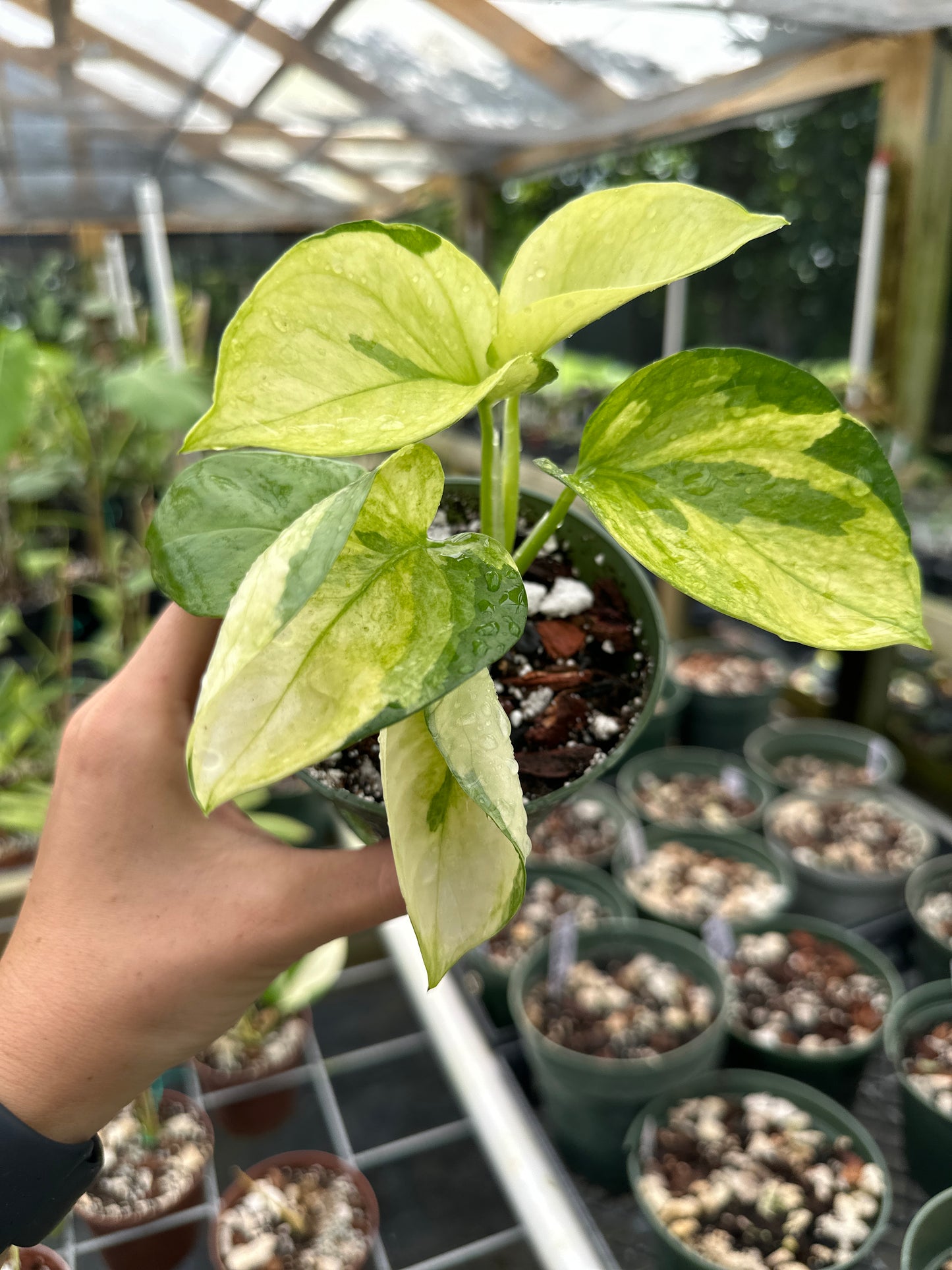 Rare NEW Pothos (Epipremnum) Manjula mint variegated