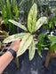 Aglaonema Ice Queen variegated