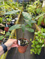Barringtonia acutangula