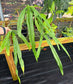Philodendron paloraense Large, LOCAL PICK UP SPECIAL
