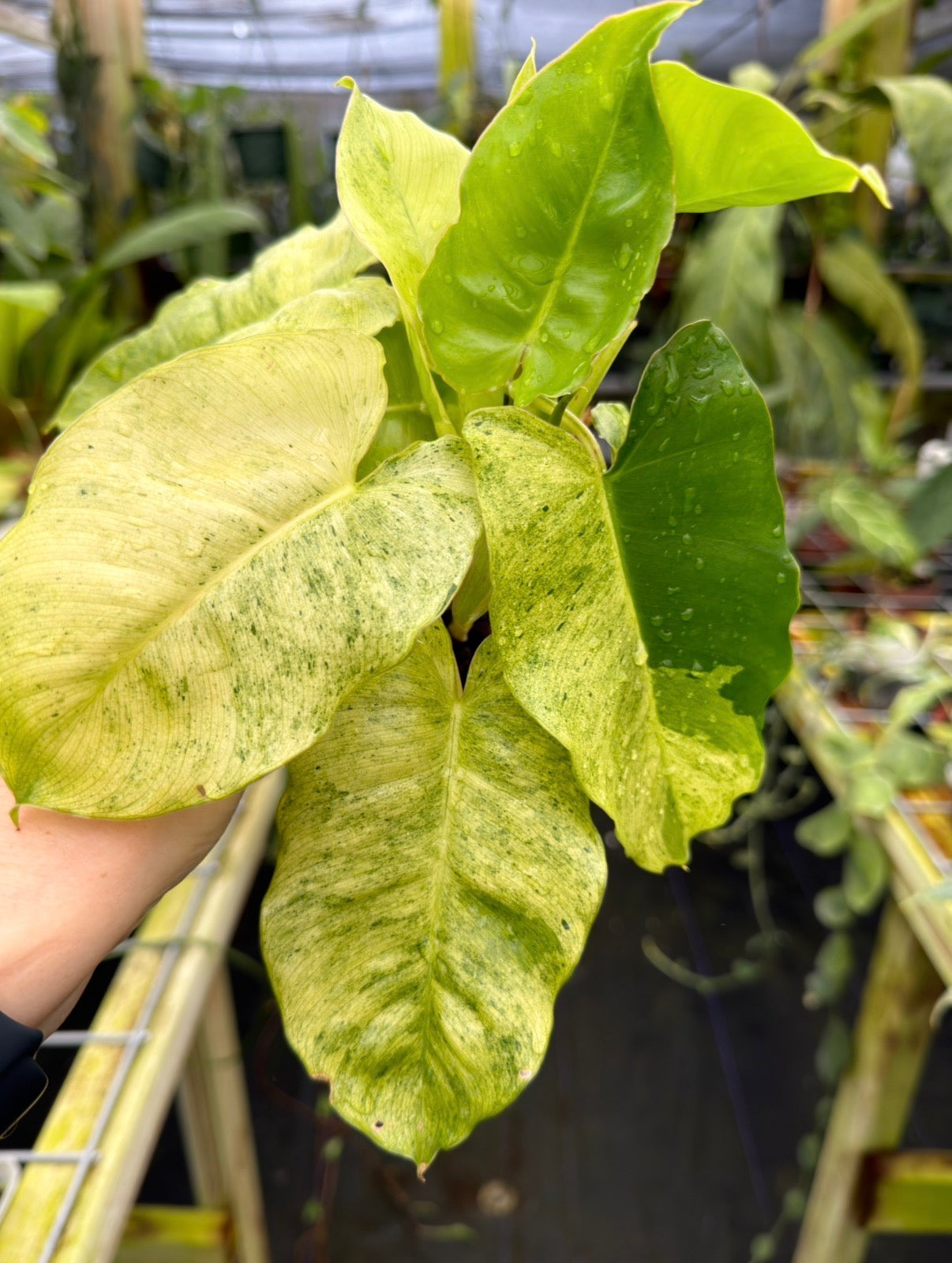 philodendron burle marx mint Philodendron Burle Marx Mint variegated