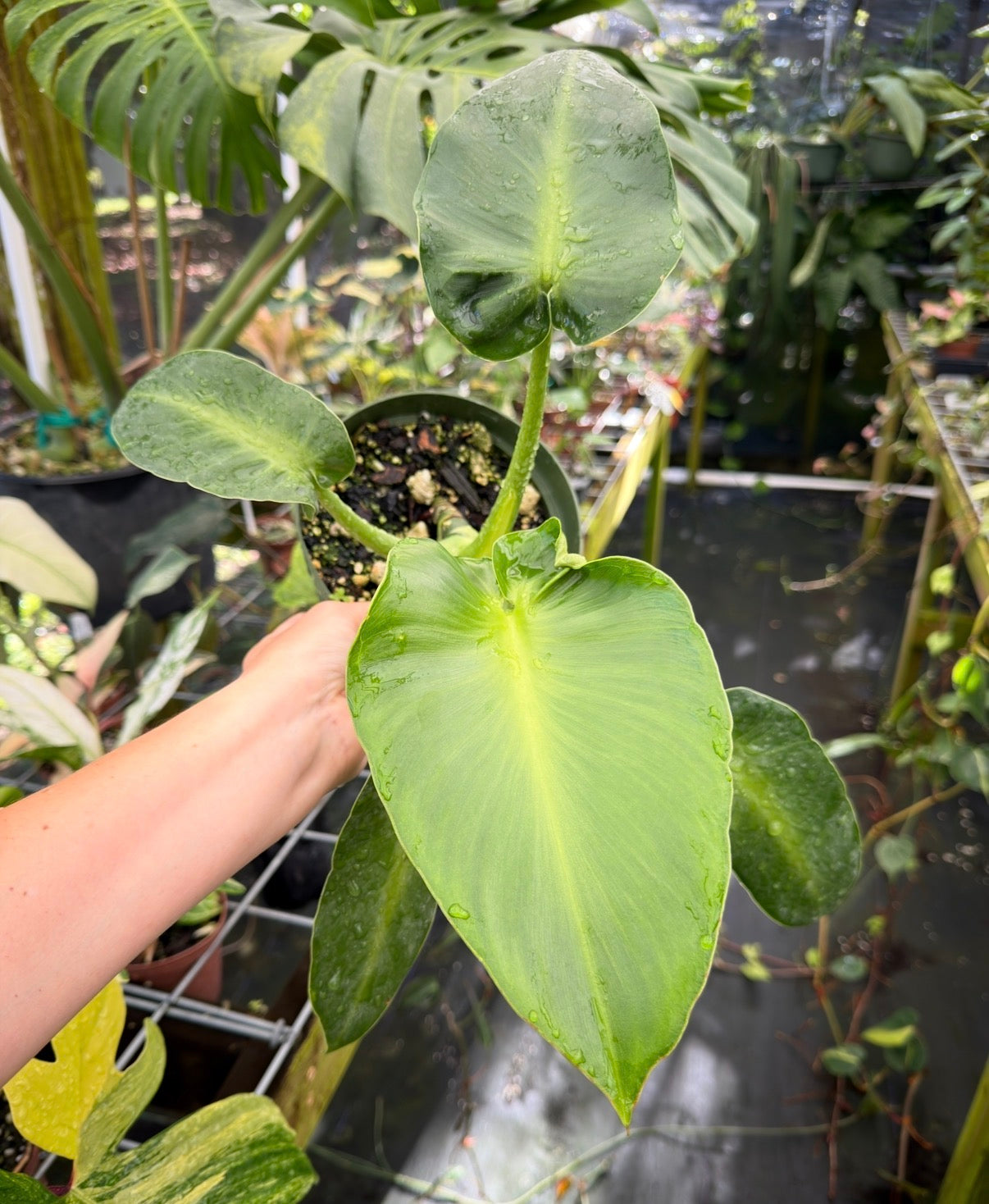 Philodendron rugosum Aberrant Form