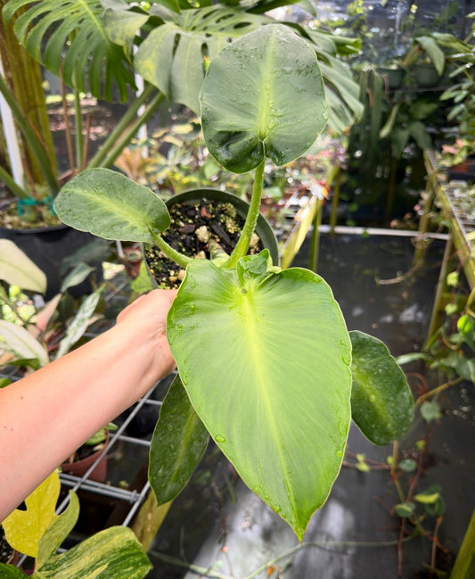 Philodendron rugosum Aberrant Form
