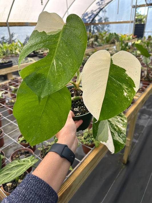 Monstera Albo Variegated EXACT PLANT 6” pot