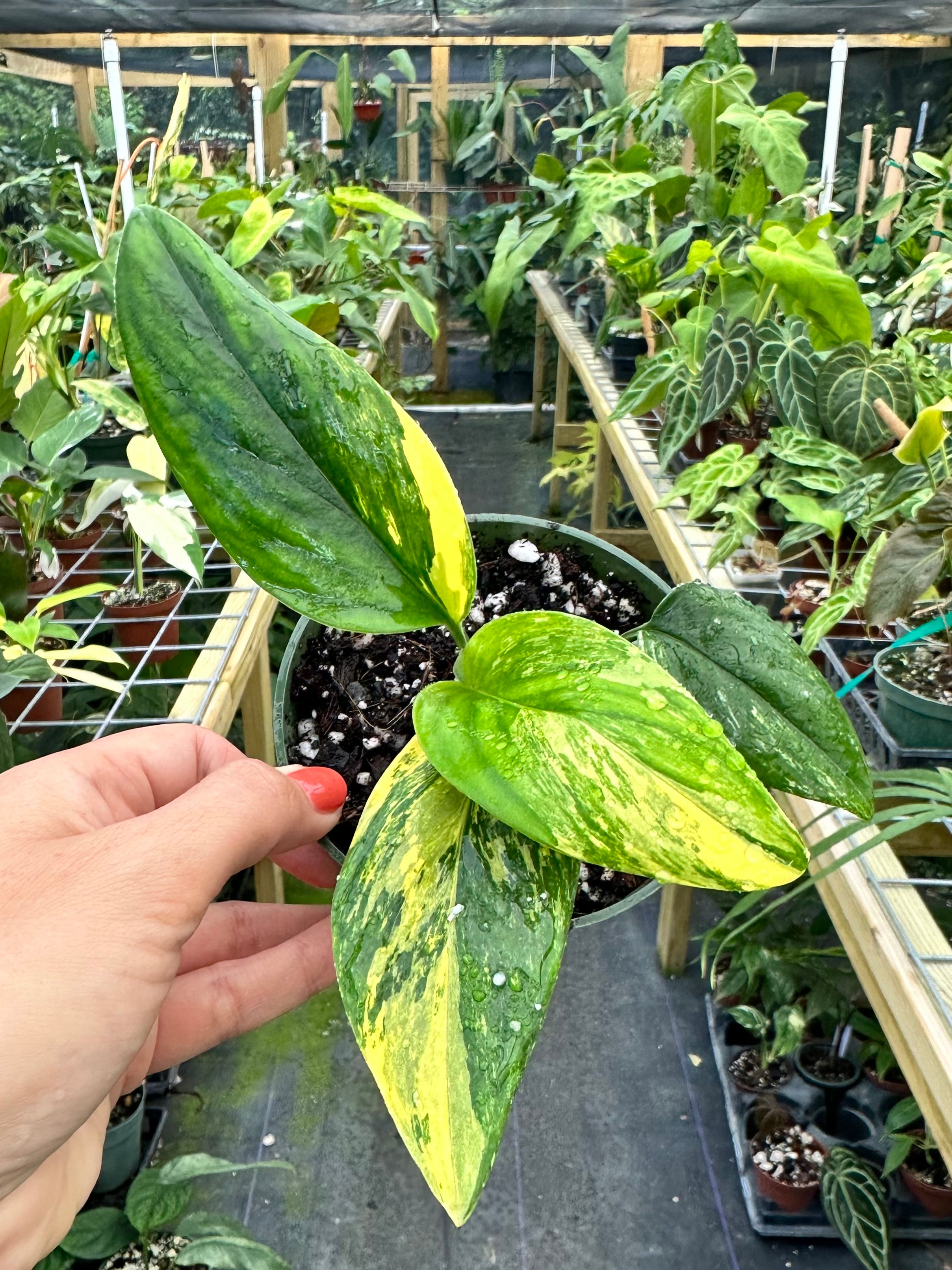 Monstera Standleyana Aurea Variegated – Top Notch Tropical