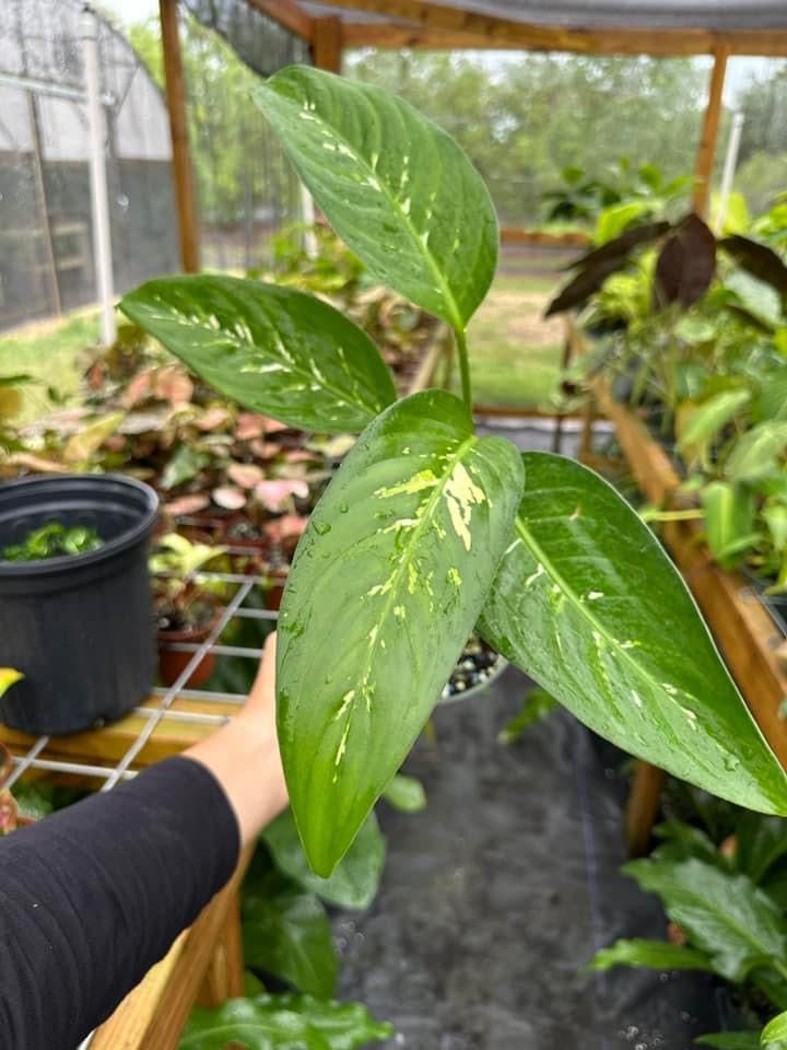 Dieffenbachia 'Puerto Rico'