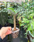 Adenia perrieri Ultra Rare Succulent