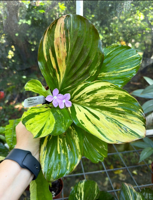 Kaempferia sp. aurea variegated