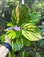Kaempferia sp. aurea variegated