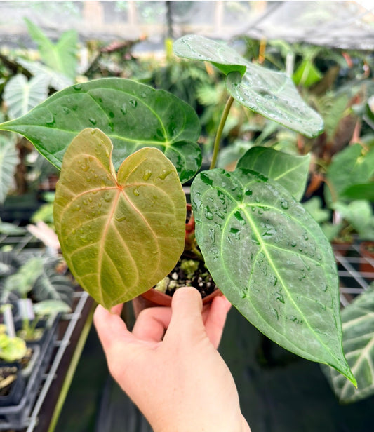 Anthurium papillilaminum (Ree Gardens) x magnificum "Verde" (Oasis Nursery)