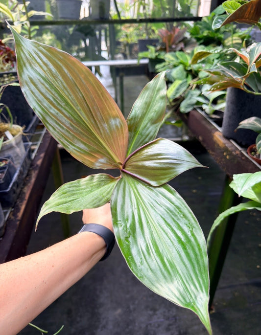 Amischotolype marginata, Rare