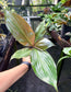 Amischotolype marginata, Rare