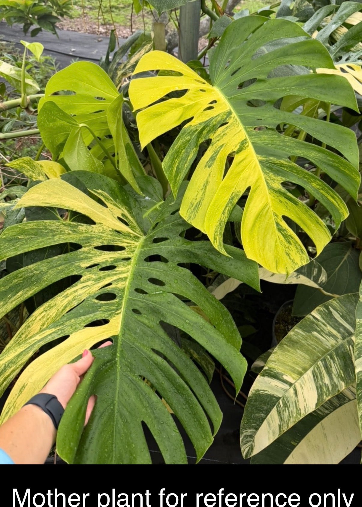 Monstera Aurea Variegated