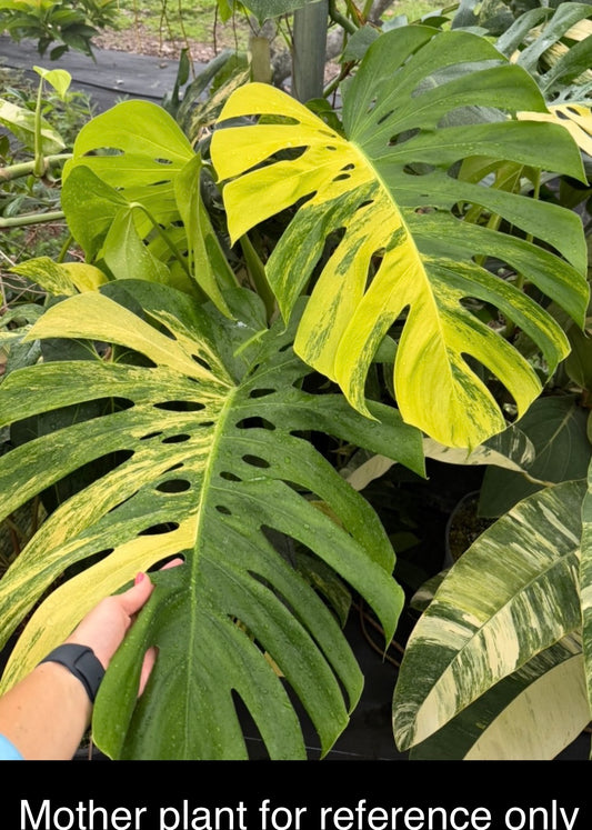 Monstera Tricolor Aurea Variegated