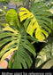 Monstera Aurea Variegated