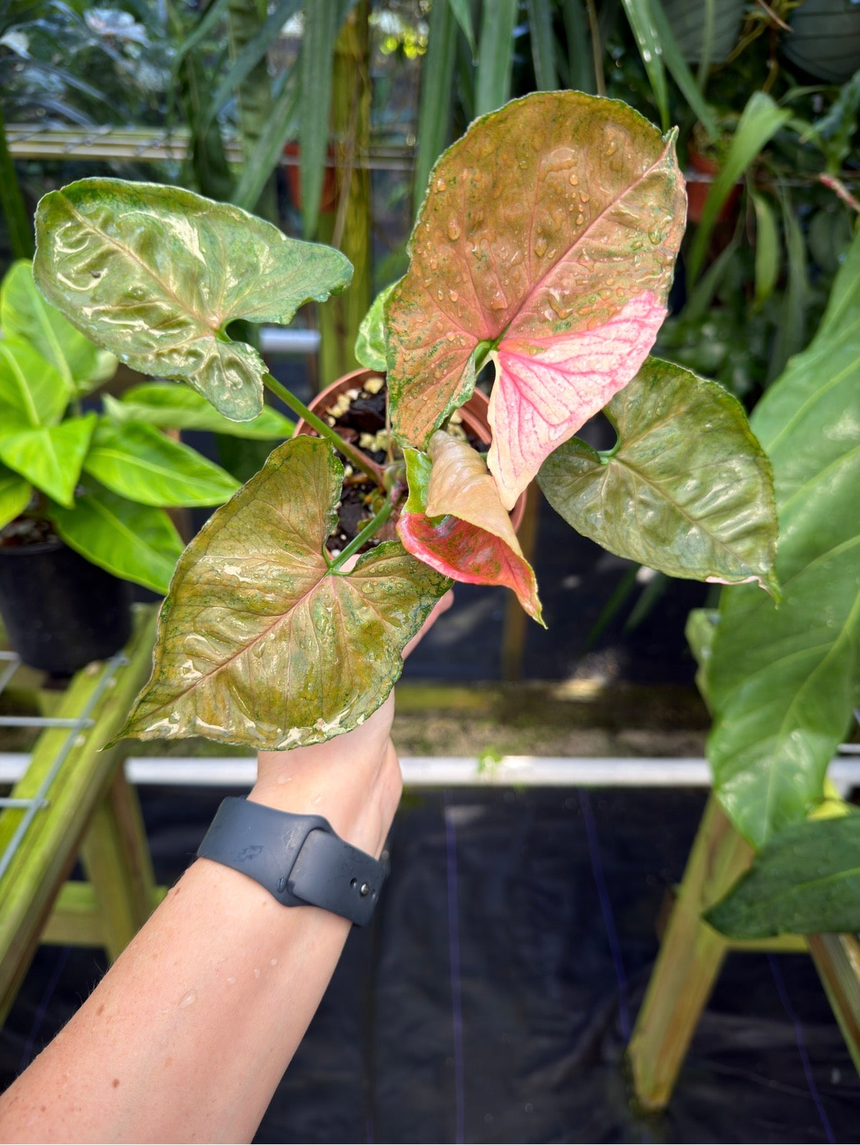 Syngonium podophyllum "Strawberry Ice" variegated
