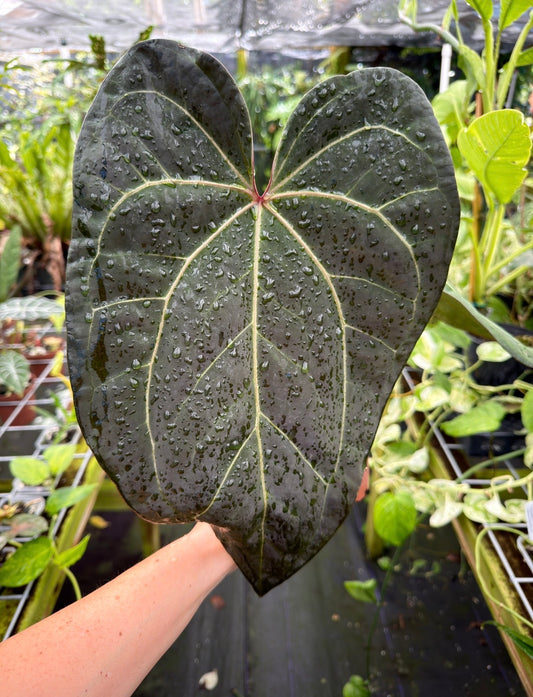 Anthurium 'Ace of Spades' (NSE) x 'Tim Anderson Black' EXACT PLANT