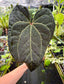 Anthurium 'Ace of Spades' (NSE) x 'Tim Anderson Black' EXACT PLANT
