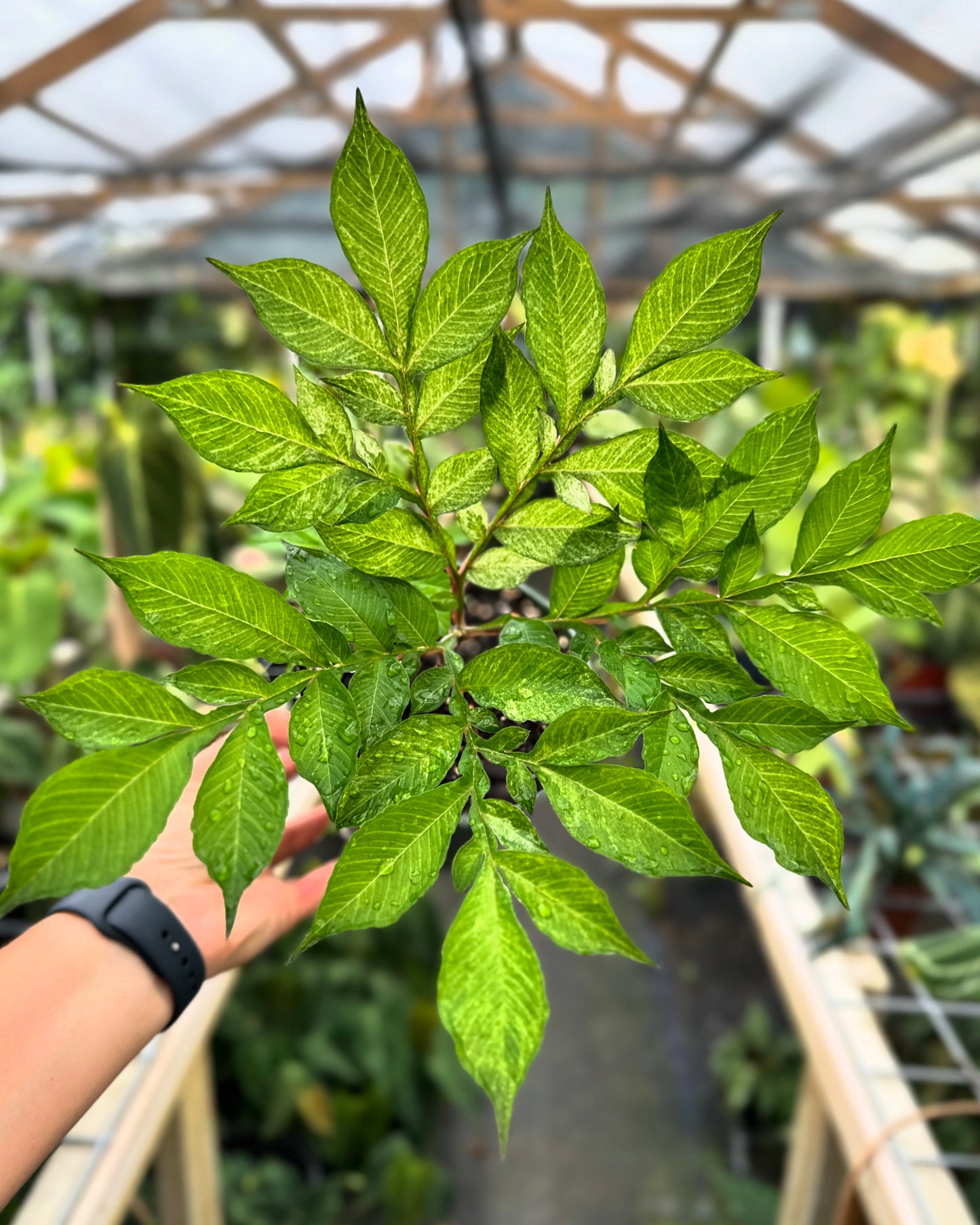 Amorphophallus konjac variegated "Shattered Glass"