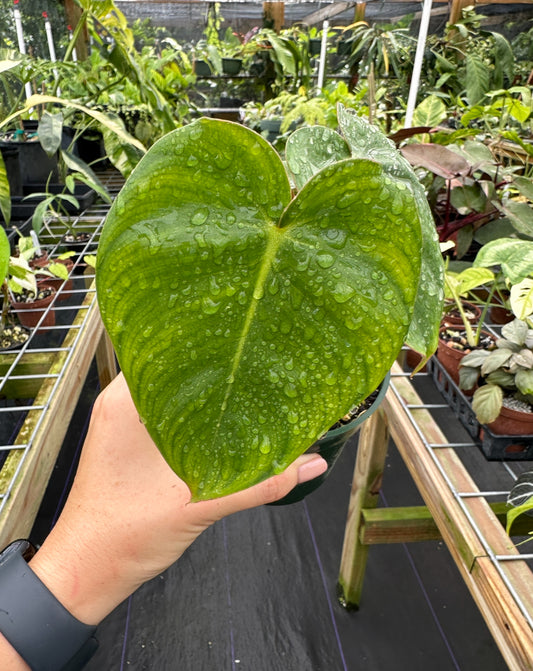 Rare Philodendron Billienum (Billietiae X Pastazanum)