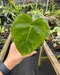 Rare Philodendron Billienum (Billietiae X Pastazanum)