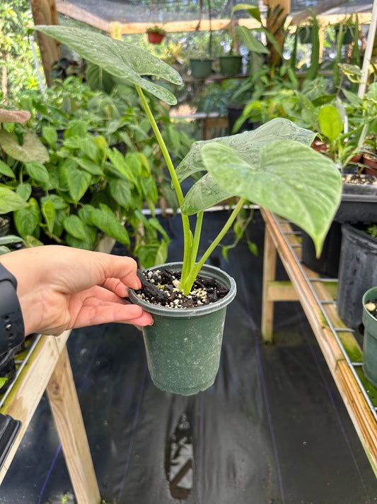 Alocasia Alba, Alocasia Crassifolia,