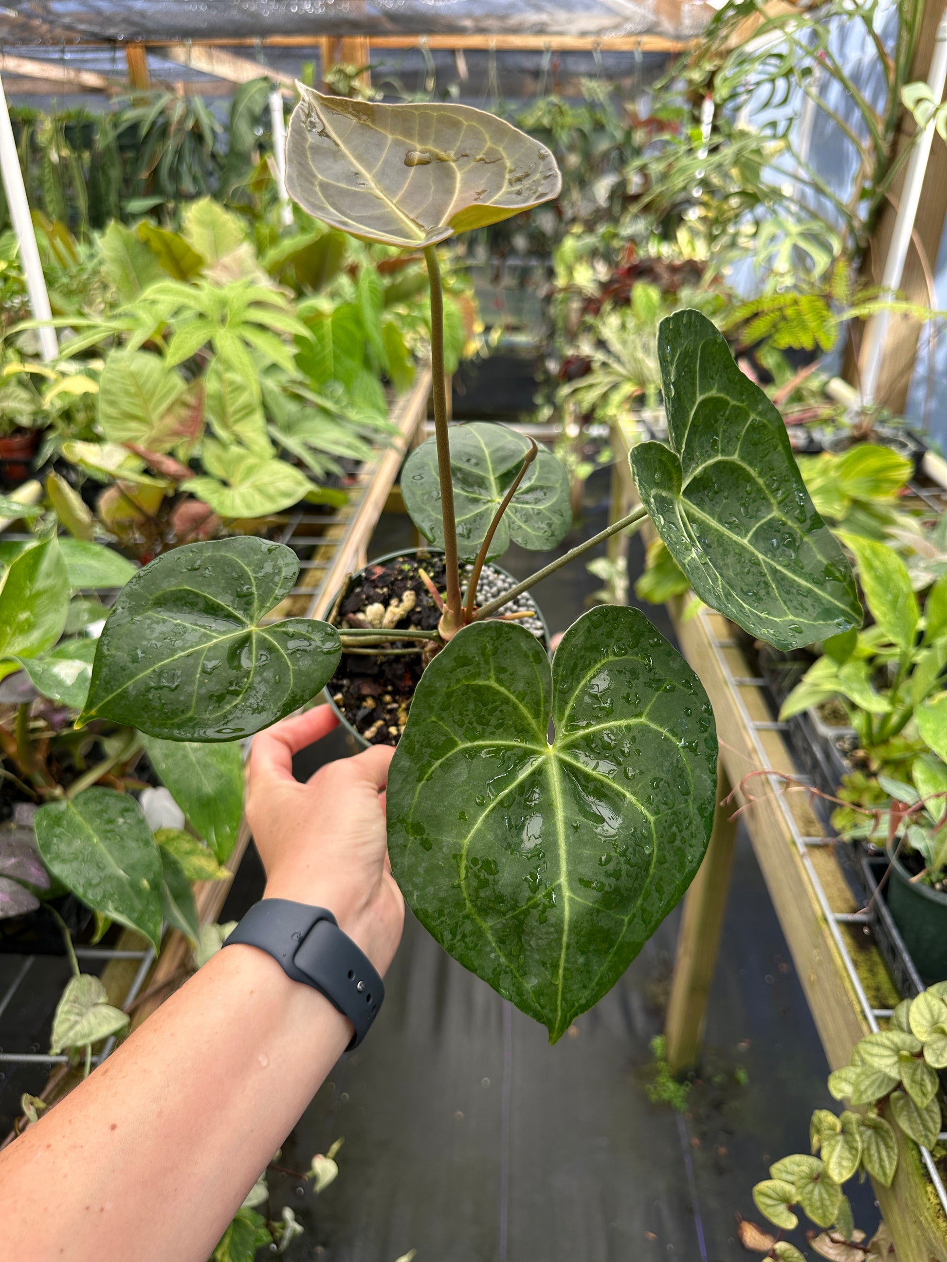 anthurium pterodactyl Anthurium Pterodactyl Hybrid – Top Notch Tropical