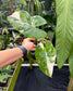 Alocasia macrorrhizos (aka macrorrhiza) Variegated