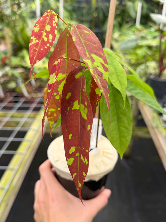 Browneopsis ucayalina, Maroon Handkerchief Tree