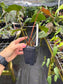 Anthurium Mutated & Variegated Bench Hybrid EXACT PLANT