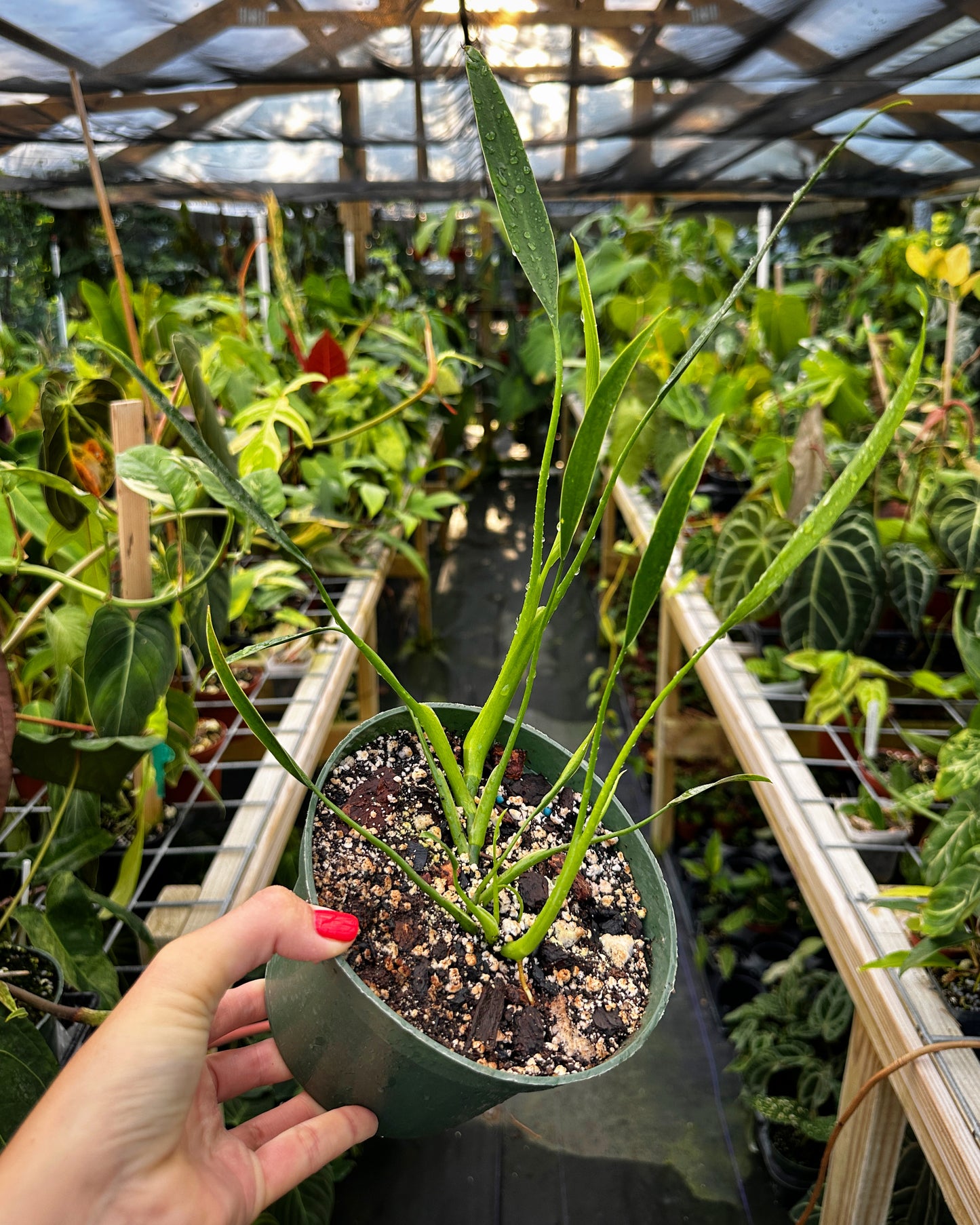 Philodendron ‘Sucre’s Slim'